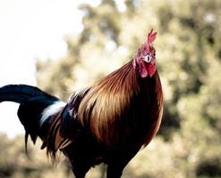 Rooster Portrait photo