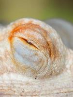 primer plano del ojo de lagarto