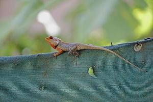 Indian Garden Lizard (Calotes versicolor) photo