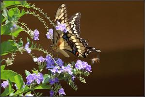 The Giant Swallowtail is a swallowtail butterfly photo