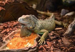 Iguana iguana. photo