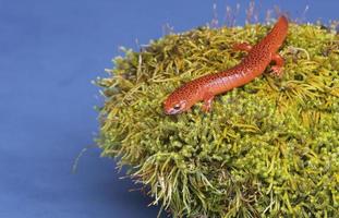 Black lipped Salamander sitting on a moss covered rock. photo