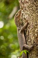 lagarto monitor de árbol foto