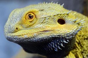 lagarto dragón empanado foto