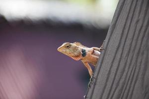 lagarto tropical en un techo foto