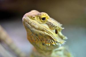 Bearded Dragon - Pogona Vitticeps photo
