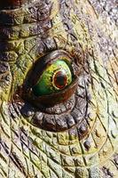 ojo de dinosaurio foto