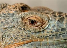 Eye of the Iguana