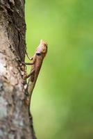 lagarto amarillo en el árbol