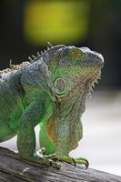 Iguana verde hembra