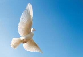 Paloma blanca volando con cielo azul foto