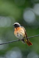 Perching wet male Redstart at the wire