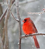 cardenal norteño, cardinalis cardinalis