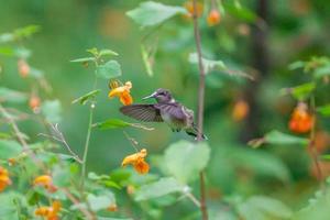 colibri foto