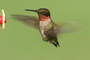 Ruby-throated Hummingbird (archilochus colubris)