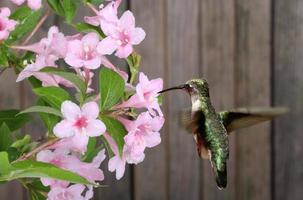 colibrí garganta de rubí y madreselva foto