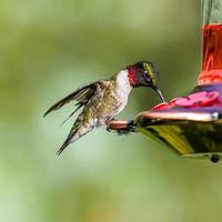 colibrí en alimentador rojo foto