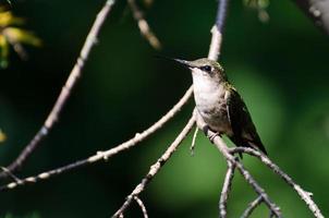 Ruby Throated Hummingbird Perched in a Tree