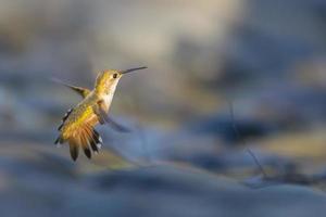 Flying Hummingbird photo