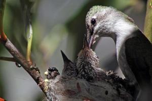colibrí alimentando polluelos