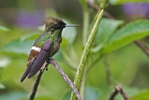 Crested coquette hummingbird