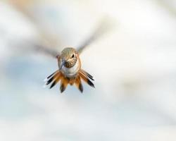 Flying Hummingbird photo
