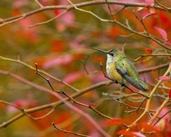 colibrí rufus posarse foto