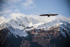 montañas de Alaska con águila volando.