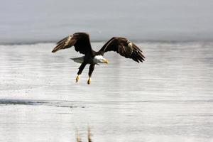 águila calva en vuelo haliaeetus leucocephalus utah ave de rapiña