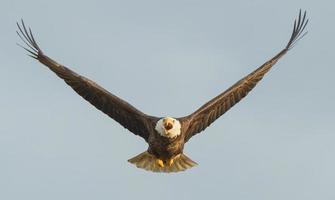 águila calva en vuelo (frente) foto