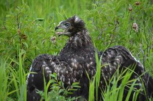 Young Golden Eagle