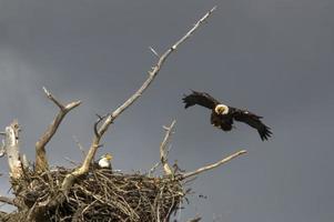 bald eagle nest photo
