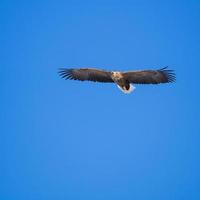 White-tailed sea eagle flying in the sky