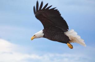 A close up of a flying Bald Eagle
