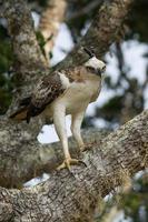 Changeable Hawk-Eagle (Nisaetus cirrhatus) photo