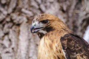 Red Tail Hawk in Winter Setting photo