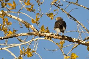 halcón de caña afilada cazando desde el árbol de otoño foto
