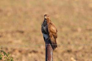 Bussard drying his wings photo
