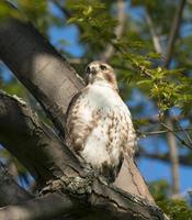 Red-tailed hawk (Red-tailed hawk) photo