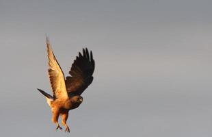 Swainson's Hawk about to land photo