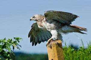 Red-Tailed Hawk Taking to Flight photo