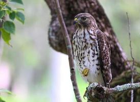 Red Shouldered Hawk in a Tree