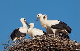 White stork babies (Ciconia ciconia) in the nest photo