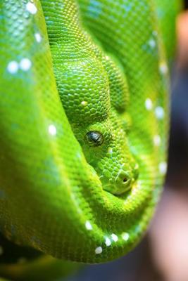 Green Tree Python Stock Photos, Images and Backgrounds for Free Download