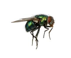 green fly photo