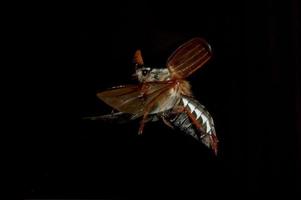insecto volador foto
