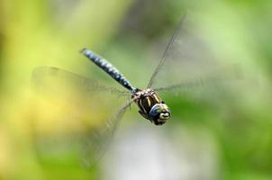 flying dragonfly photo