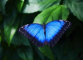 Blue butterfly on green leaf photo