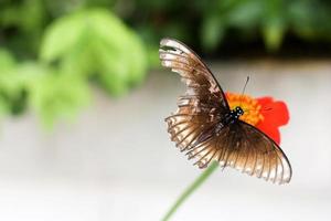 fly butterfly now photo