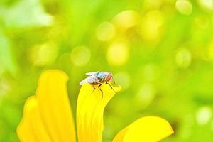 green fly on the flower photo